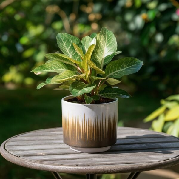 ridgecraft-cylindrical-pot